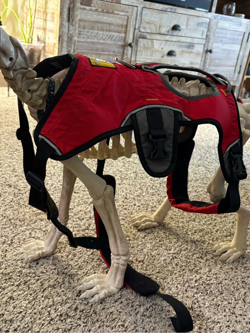 Ruffwear 5-point Webmaster Dog Harness with handle